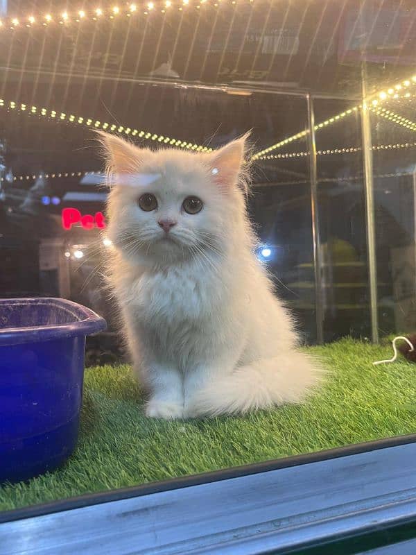 Persian cats My WhatsApp 03015880301 3