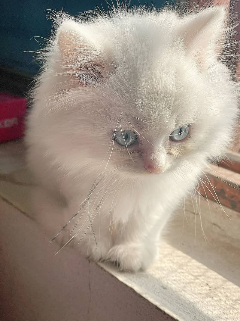 White Persian Kitten | Blue eyes | tripple coated |  kitten For Sale 0