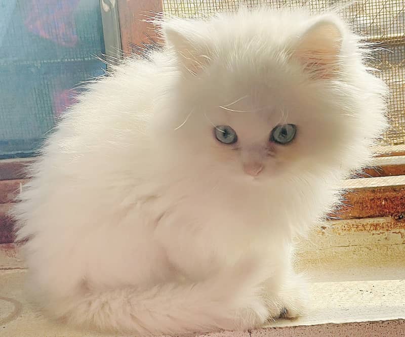 White Persian Kitten | Blue eyes | tripple coated |  kitten For Sale 1