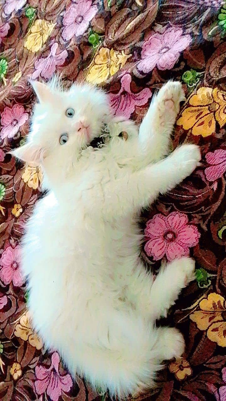 White Persian Kitten | Blue eyes | tripple coated |  kitten For Sale 2