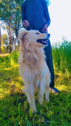 golden retriever dog