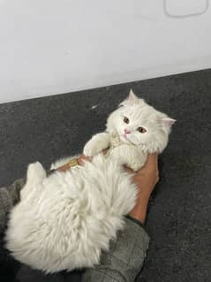 white persain male Cat / adult male cat /03169490575