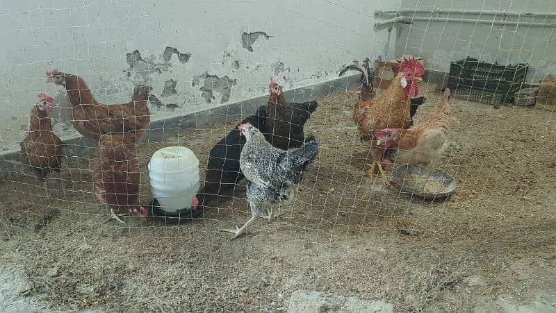 8 laying egg Hens 1 Rooster 0