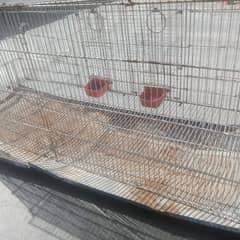 Hens and Parrots Cage