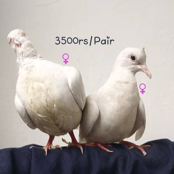 House pet doves for sale 0