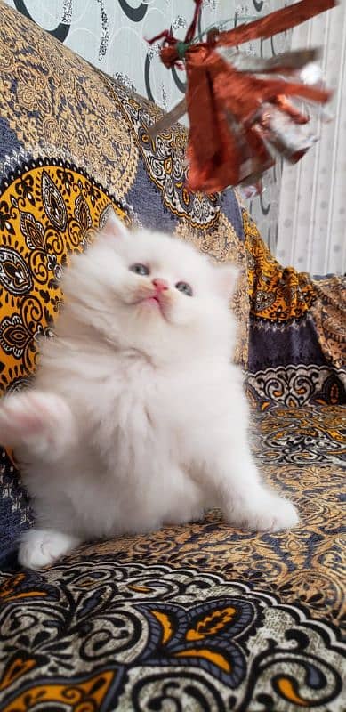 Persian cats My WhatsApp 03015880301 4