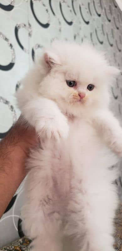 Persian cats My WhatsApp 03015880301 5