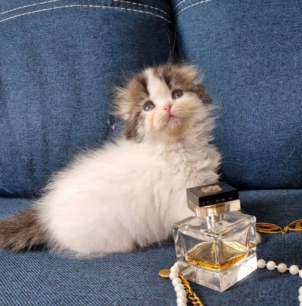 Persian cats My WhatsApp 03015880301 7