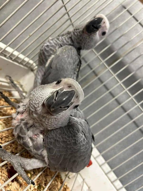 African grey parrot cheeks for sale 03=37=860=31=89 0