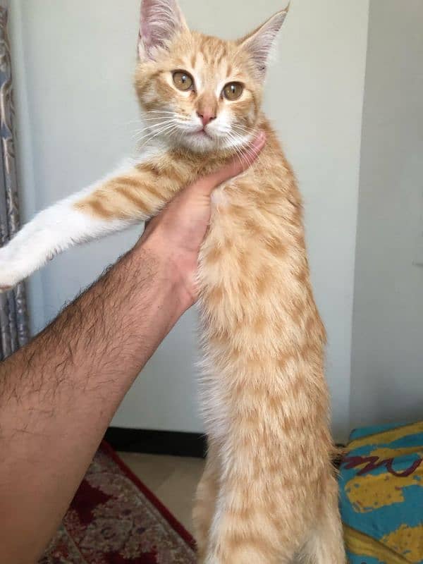 British short hair female cat 4 month age 1