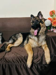 German Shepherd double court dog