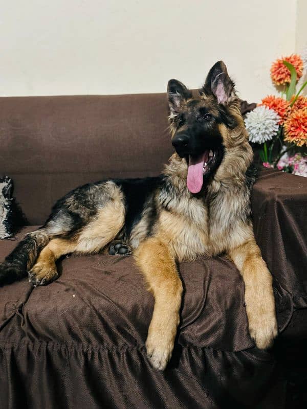 German Shepherd double court dog 0