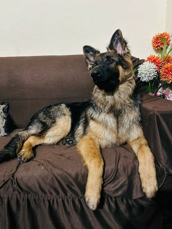 German Shepherd double court dog 1