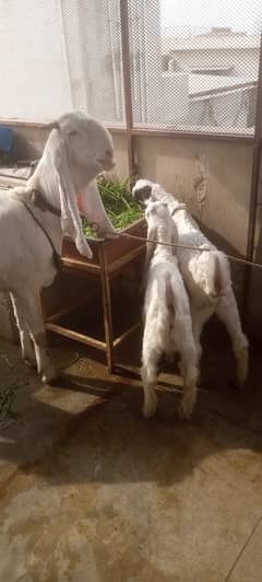 Gulabi female with kids