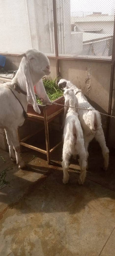 Gulabi female with kids 0