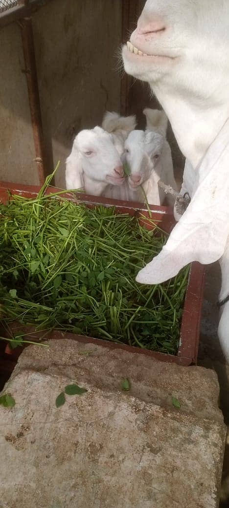 Gulabi female with kids 3