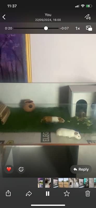 rabbit /  guinea pig house for sale 2