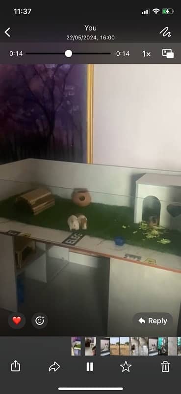 rabbit /  guinea pig house for sale 3