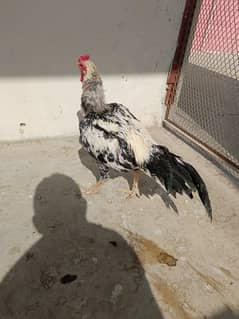 Aseel rooster for Sale