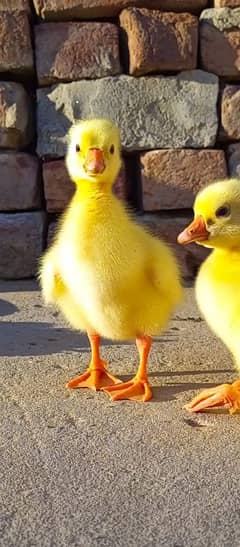 long Neck ducks (geese)