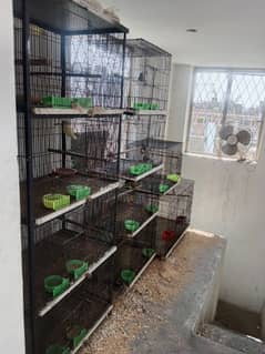 love birds pair and cage for sale