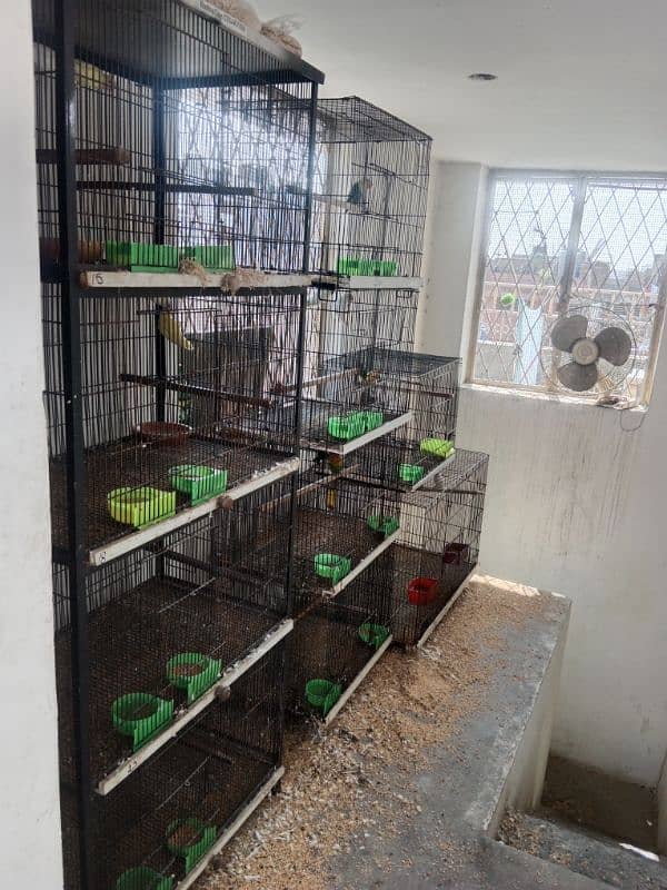 love birds pair and cage for sale 0