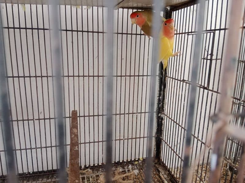 love birds pair and cage for sale 1