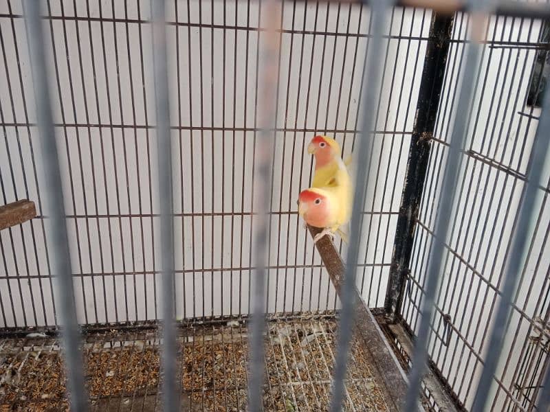 love birds pair and cage for sale 2