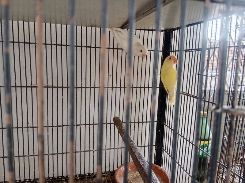 love birds pair and cage for sale 3