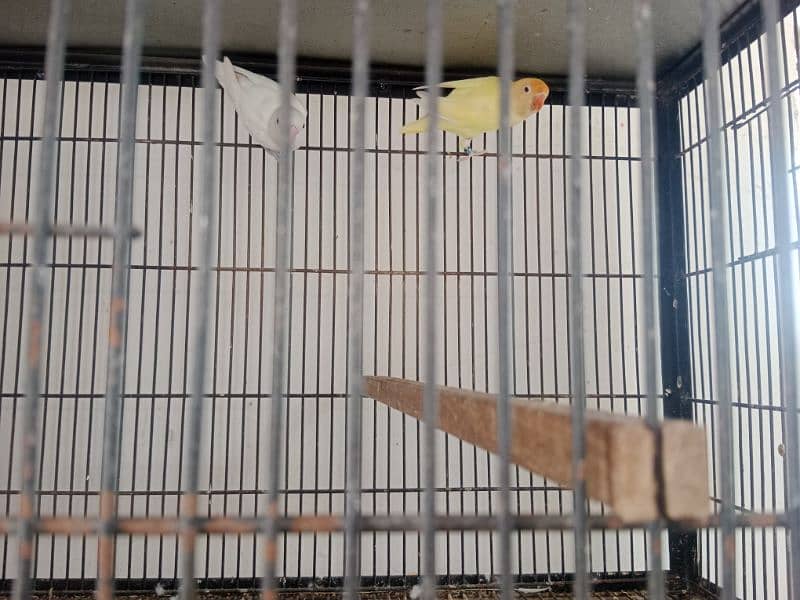 love birds pair and cage for sale 4