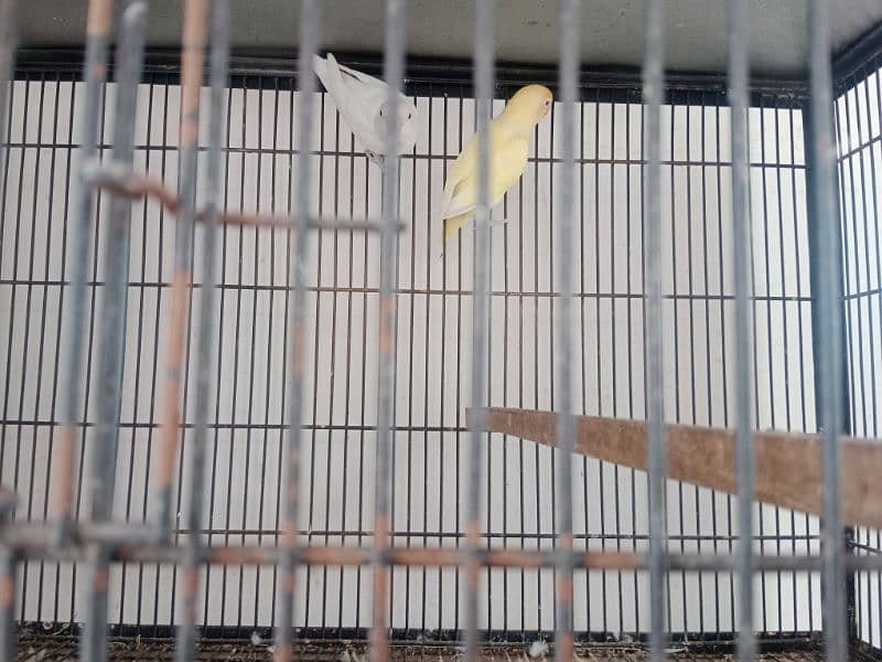 love birds pair and cage for sale 5