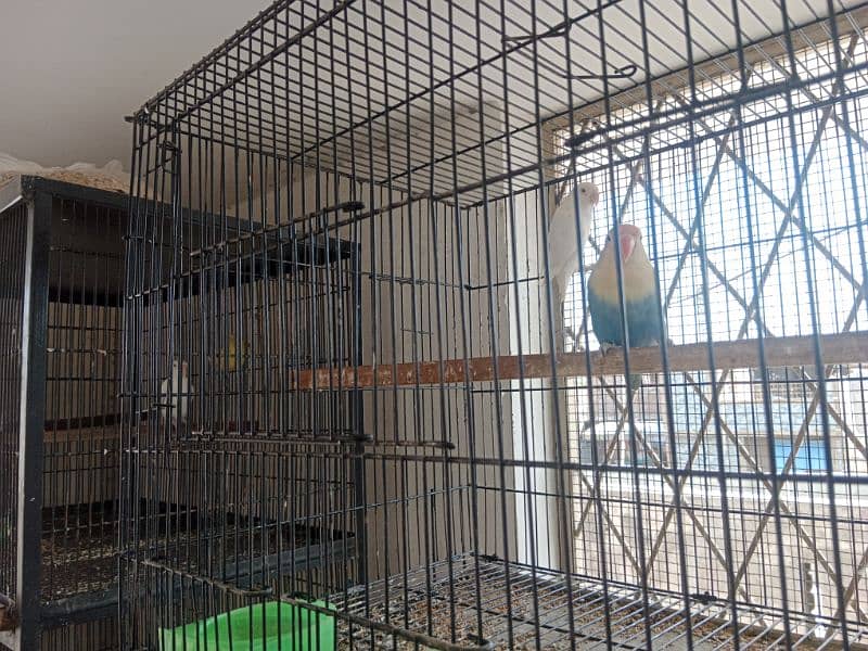 love birds pair and cage for sale 6