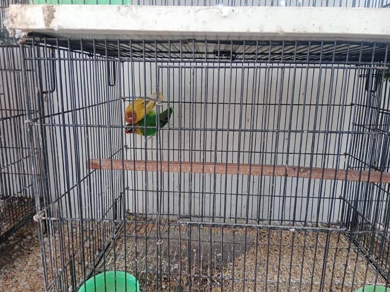 love birds pair and cage for sale 8