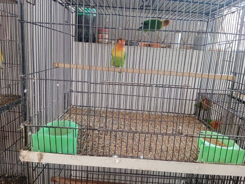 love birds pair and cage for sale 9