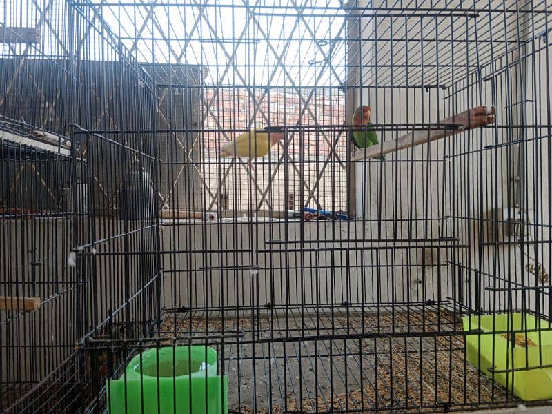 love birds pair and cage for sale 10