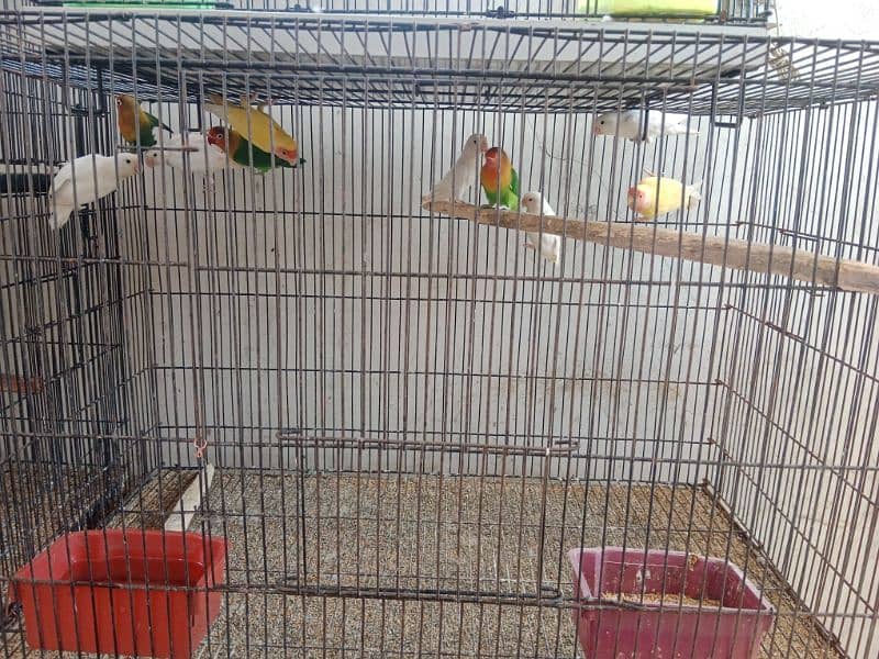 love birds pair and cage for sale 11