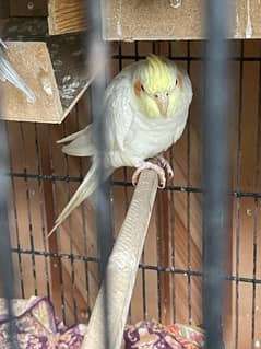 coctail white and gray pair breeder pair bird parrot