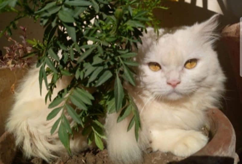 Persian cat male cute 2