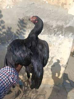 neck lokar + trad  female ready to breed