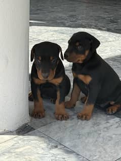 doberman non pedigree female puppy