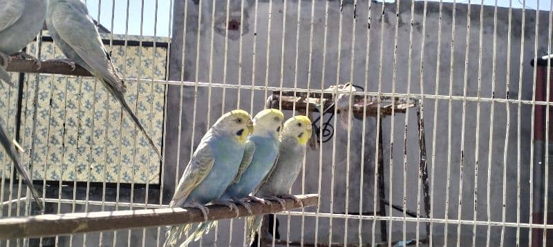 Rainbow/FBG Budgies 0