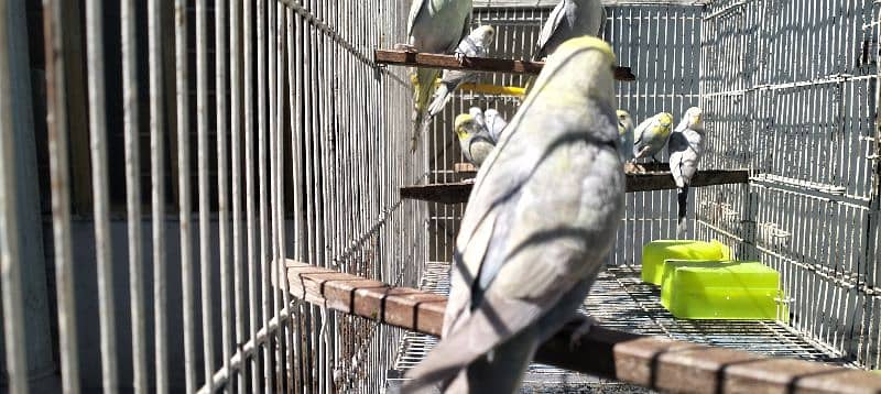 Rainbow/FBG Budgies 3