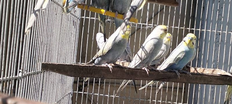 Rainbow/FBG Budgies 5