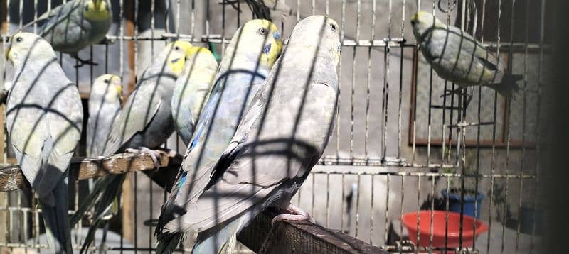 Rainbow/FBG Budgies 7