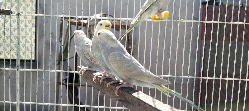 Rainbow/FBG Budgies 9