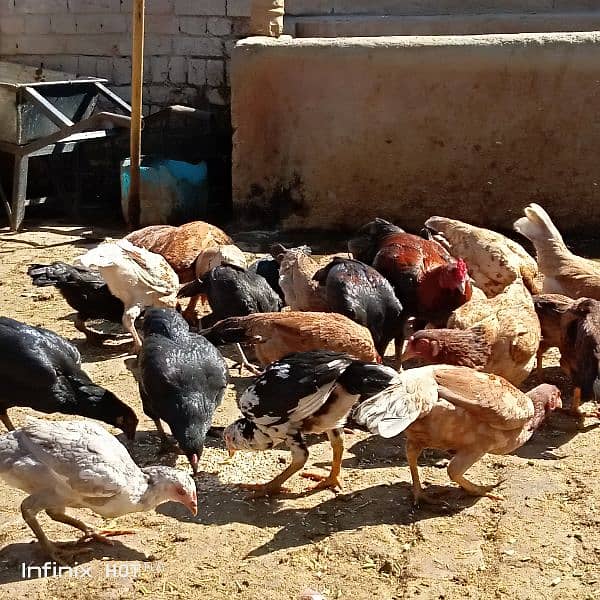 Aseel+desi or cross hens eggs k liay full tyar or egg laying or fresh 17