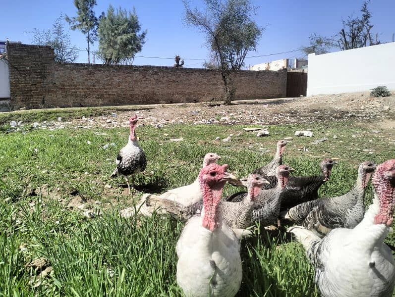 Turkey Pairs for sale 1