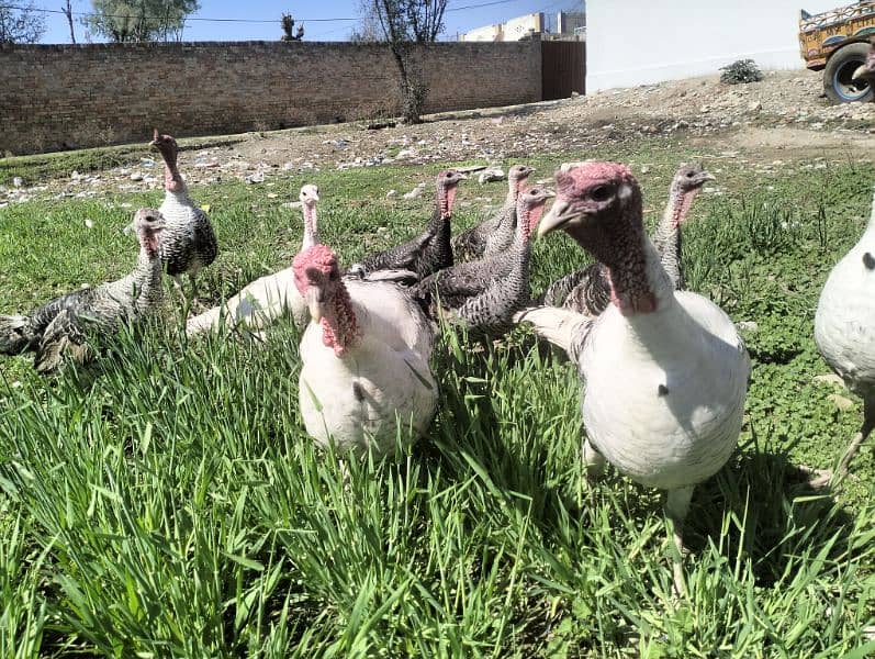 Turkey Pairs for sale 2