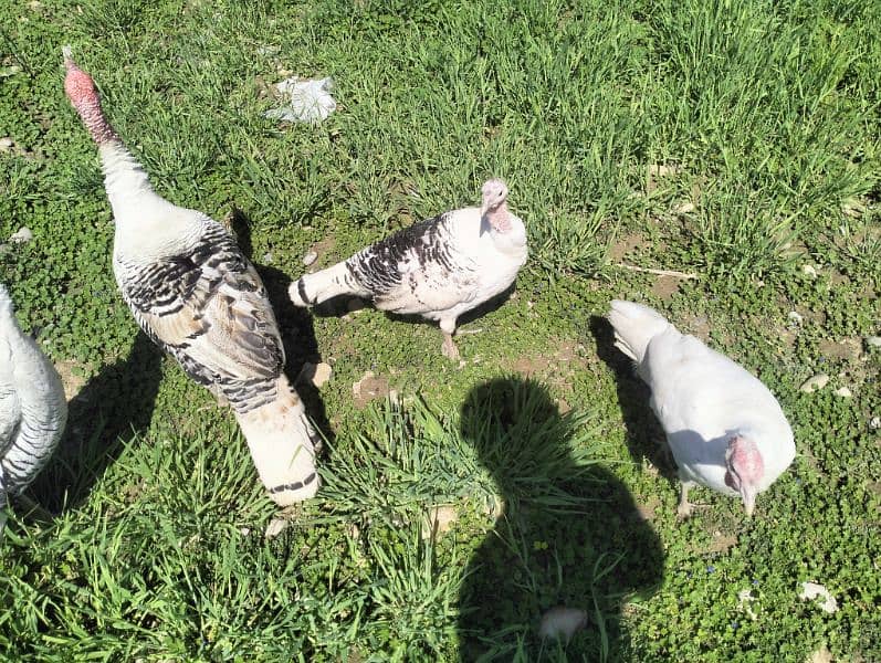 Turkey Pairs for sale 3