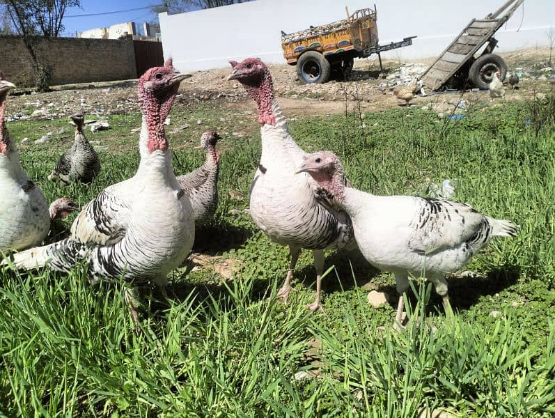 Turkey Pairs for sale 5